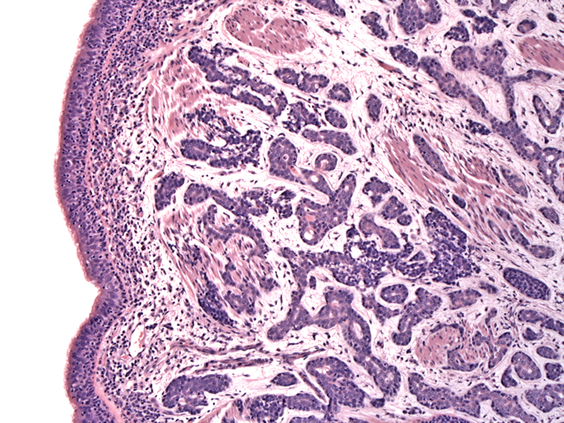 Path Image