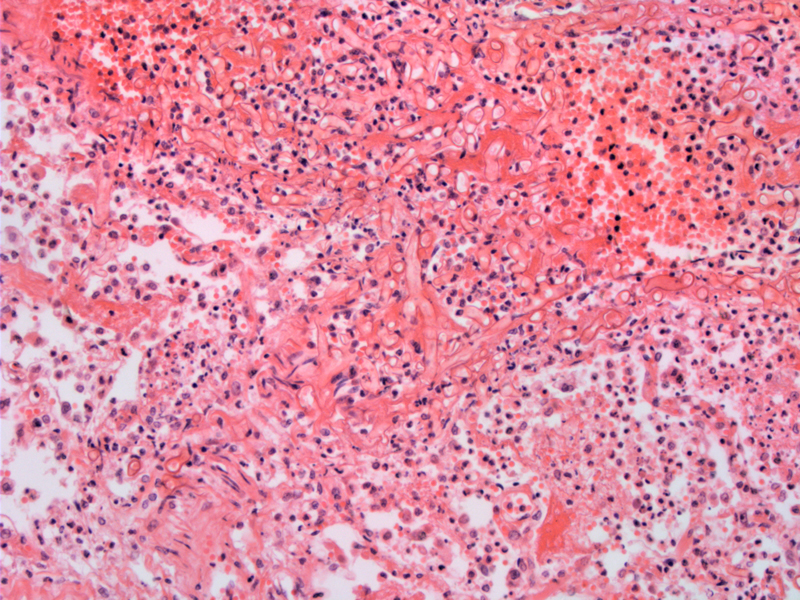 Path Image